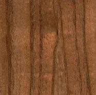 Cinamomo